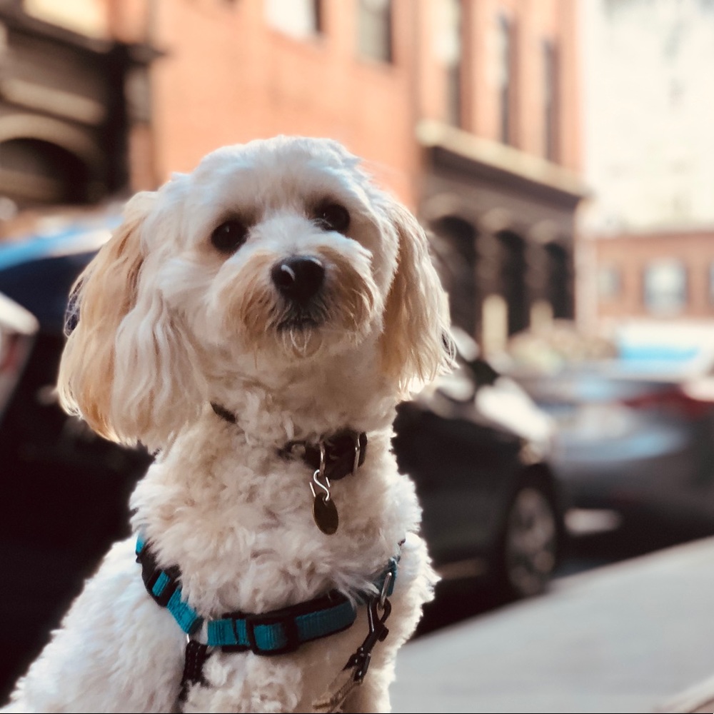 Meet your Posher, Teddy the Multipoo
